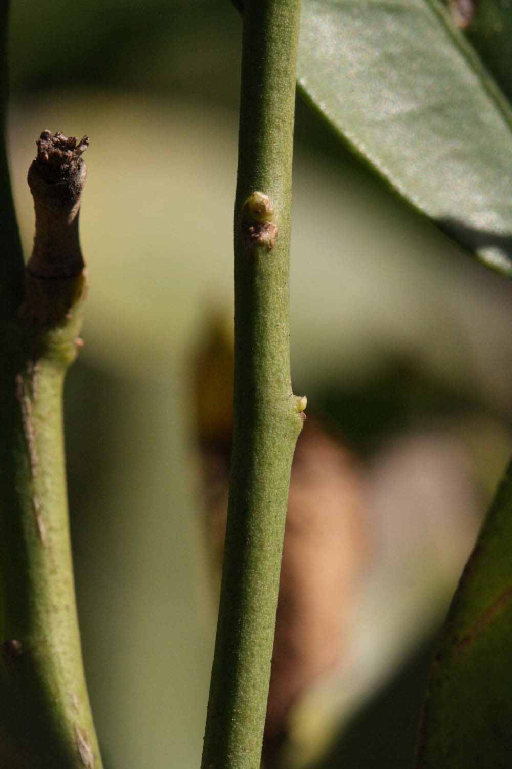              First year twig (Riverside, CA)       